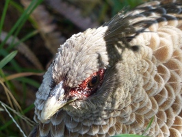 Kalij Pheasant, female